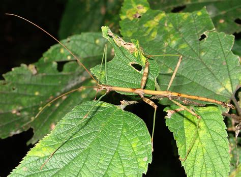 Two foot-long bug discovered in China dubbed world’s longest insect | Inhabitat - Green Design ...