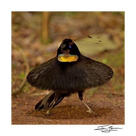 Square version of Western Parotia Bird-of-Paradise Ballerina Dance