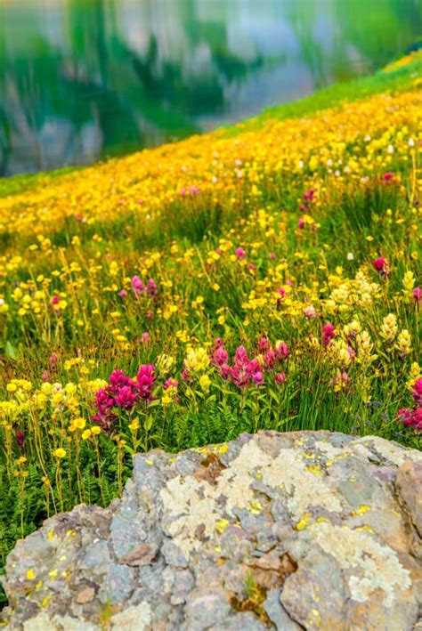 View photographs of San Juan Mountain Wildflowers