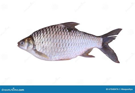 Cyprinidae Or Silver Barb Is In The Freshwater Fish On White Bac Stock Photo - Image: 67048476