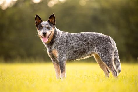 Australian Cattle Dog Blue Heeler with Perfect Markings Stock Photo ...