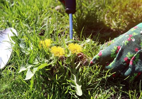 Planting Spring Bulbs: The Guide | Poundland