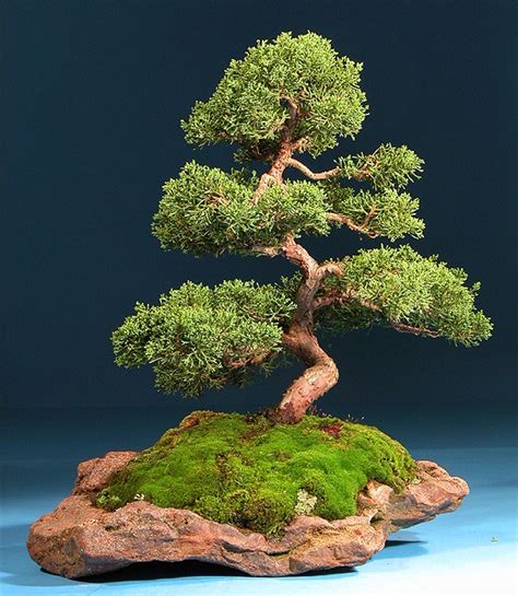 bonsai tree on rock - 1K Smiles