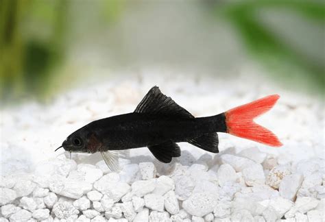 Red Tail Shark: Expert Care Guide For Aquarists | Fishkeeping World