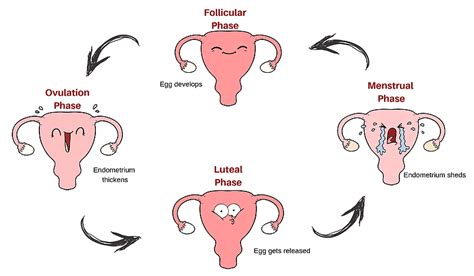 Learn More: Your Period Cycle In 4 Phases– The Brand hannah Australia