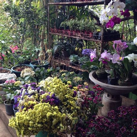 Cartimar Greenland Plants And Orchids - Garden Center in Pasay City ...