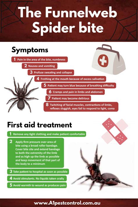 Spider Control Sydney- Bites & Symptoms - How to Identify