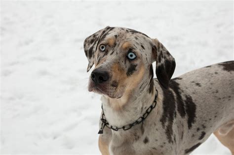 All the Catahoula colors - DogsPlanet.com