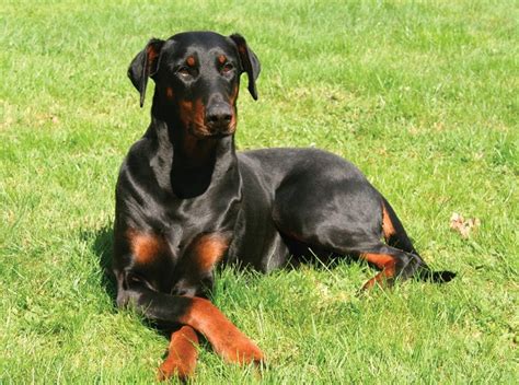 100 Most Popular Doberman Pinscher Dog Names