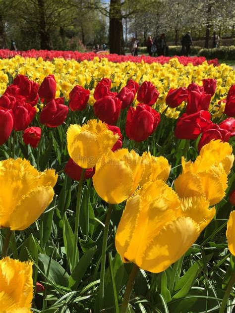 Colorful Tulips at Keukenhof Park, Stock Image - Image of keukenhof, colorful: 130514975