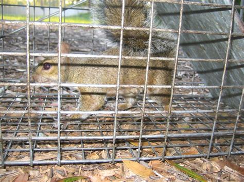 Squirrel Removal – Nashville Wildlife