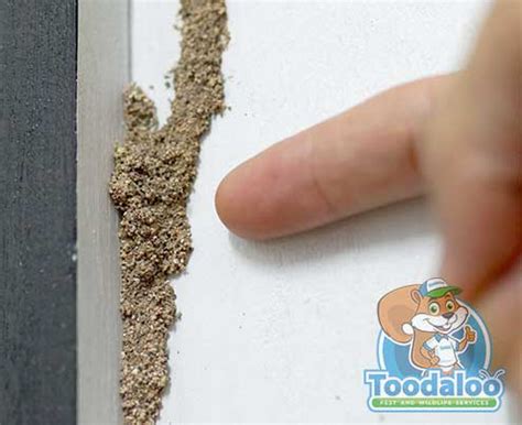 Termite Extermination | Remove Those Unseen Pests in Canada