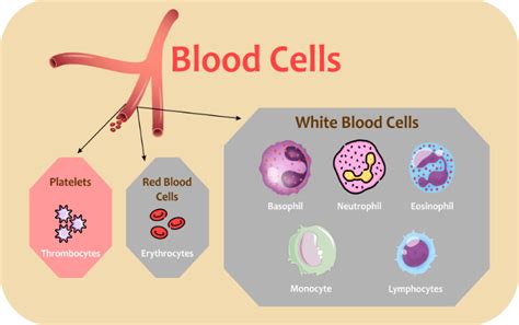 Blood Cells - Javatpoint