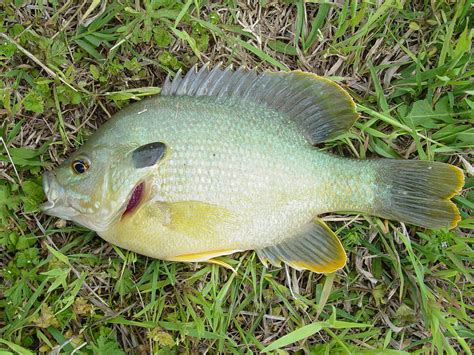 Small ponds support hybrid sunfish well | Mississippi State University Extension Service