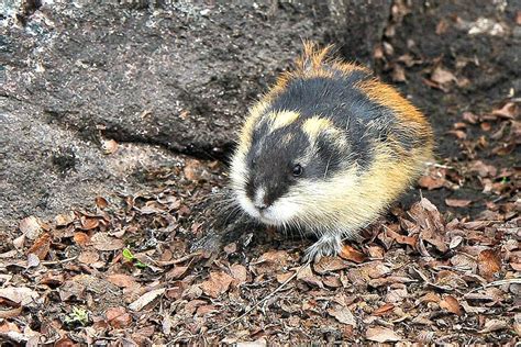 Lemmings Facts! | Always Learning!