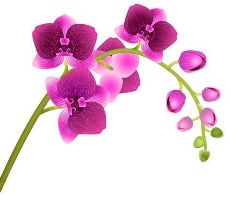 Orchid Flower Transparent PNG Clip Art Image | Gallery Yopriceville ...