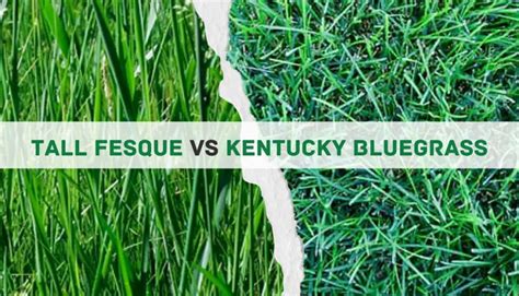 Kentucky Bluegrass Vs Tall Fescue: 5 Main Differences, Pros & Cons