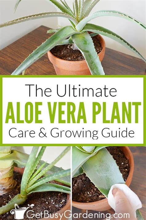 Aloe Vera Plant Care & Complete Growing Guide - Get Busy Gardening