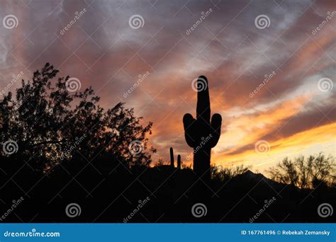 Saguaro Cactus Silhouette 5511 Stock Photo - Image of design, fresh: 167761496