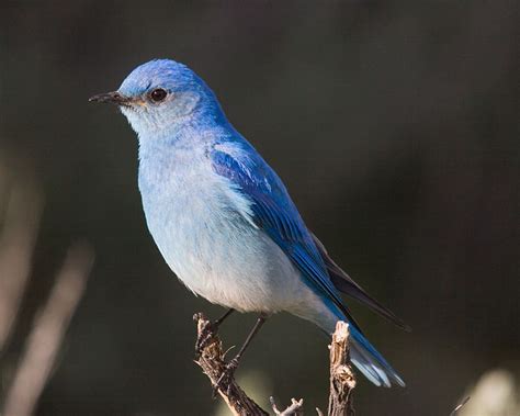 Nevada State Bird | Mountain Bluebird