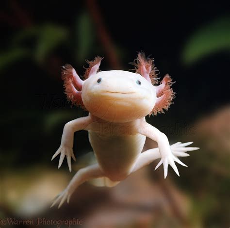 Animals in Action Image of Albino Axolotl, WP00108.