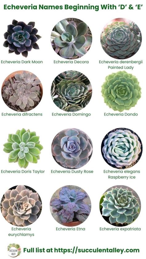 200+ Echeveria Types With Pictures (Echeveria Identification Chart) | Succulent Alley