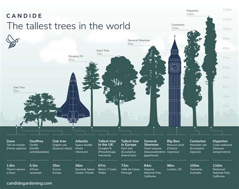 10 of the Tallest Trees in the World