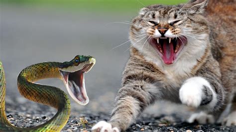 10 Dangerous Cats & Snakes Fighting Real Life | Would Top list