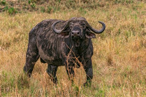 Herd of Black Water Buffaloes · Free Stock Photo