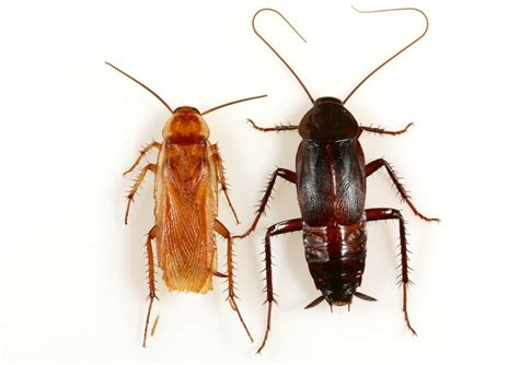 Pest Cockroach Species | Roach | cockroach | Insect