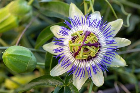 17 of the Best Passionflower Species and Hybrids to Grow at Home