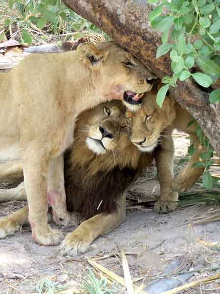 maned-lioness-botswana - Africa Geographic