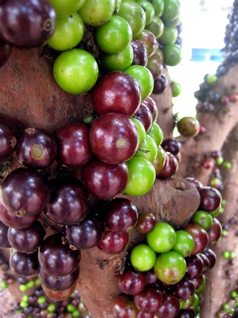 Estenda a Sua Mão: Jabuticaba