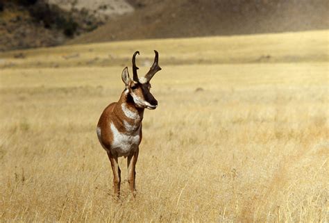 1000+ images about Pronghorn and Pronghorn Hunting on Pinterest