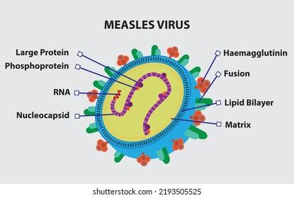 Rubeola Virus Structure