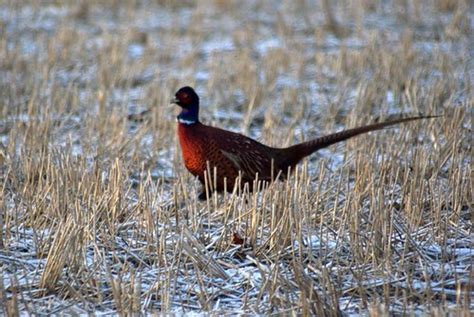 pheasant plucker | DAVE MCMANUS | Flickr