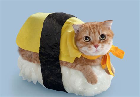 35 Cute Cats in Costumes - MyThirtySpot