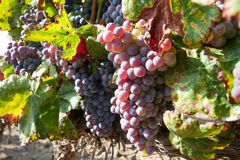 Free stock photo of #winery #grapes #harvest #temeculawinecountry