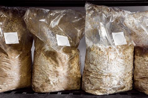 How to Grow Mushrooms in a Bag | GroCycle