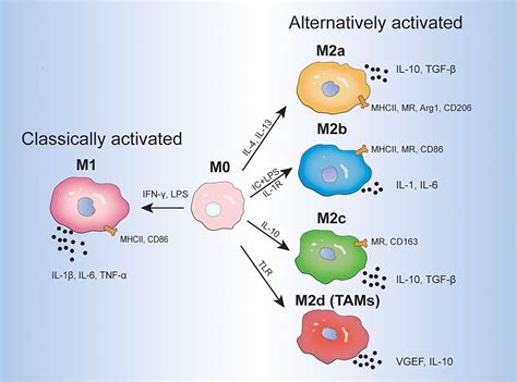 Frontiers | Shaping Polarization Of Tumor-Associated Macrophages In Cancer Immunotherapy