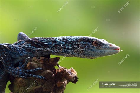 Blue monitor lizard - Stock Photos, Royalty Free Images | Focused