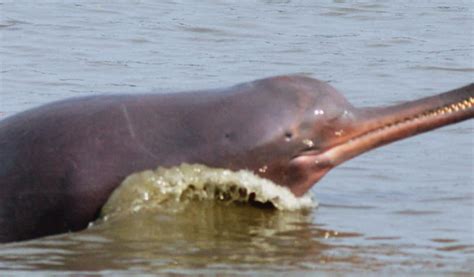 Ganges River Dolphin Extinct