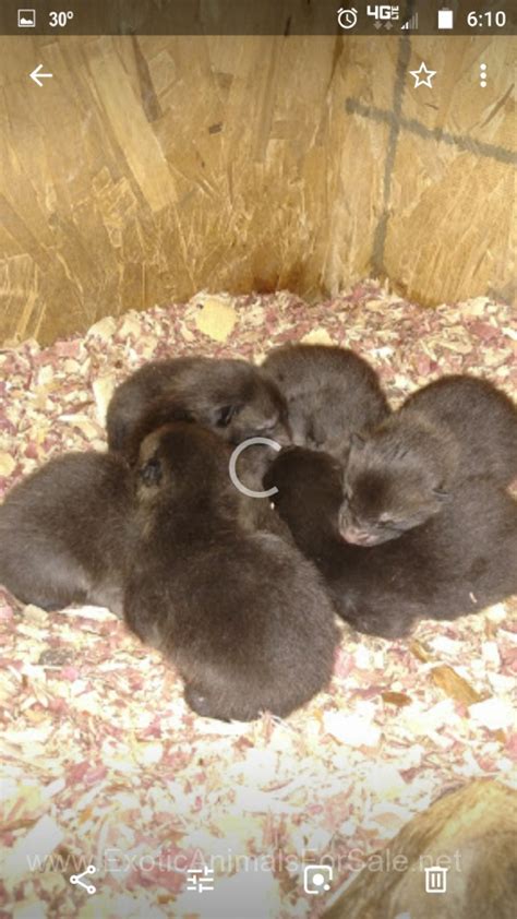 Red fox pups for Sale