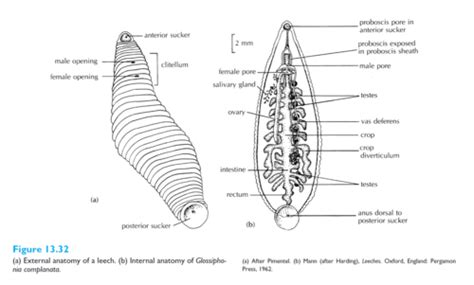 Hirudinea Leech Anatomy