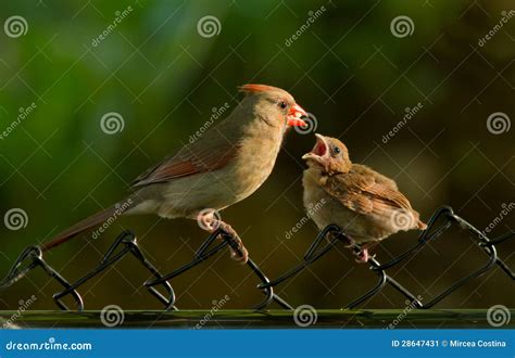 Female Cardinal Feeding Chick Stock Image - Image: 28647431