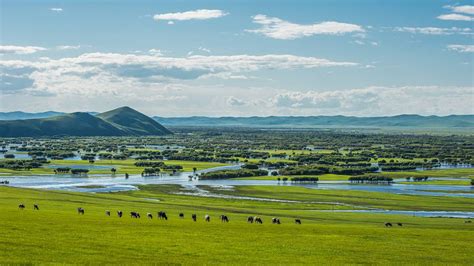 China's Flora Tour: Twinkling eyes on Hulunbuir Grassland - CGTN