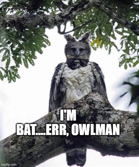 owlman - Imgflip