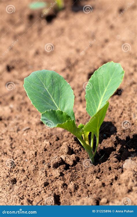 Cabbage seedlings stock photo. Image of earth, healthy - 31225896