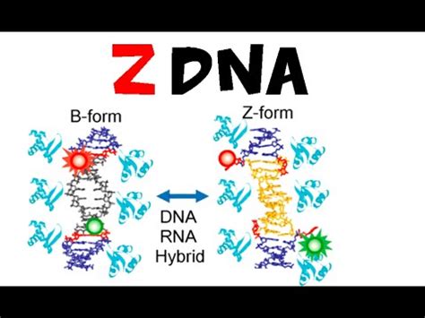 Z DNA - YouTube