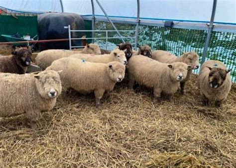 Ryeland Sheep For Sale | SellMyLivestock - The Online Livestock Marketplace